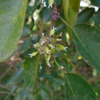 Holoptelea integrifolia (Roxb.) Planch.